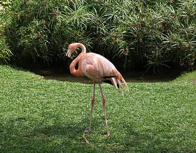 pink flamingo near plant thumbnail