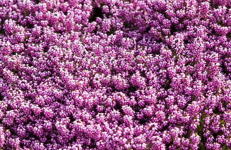 field of purple flowers thumbnail