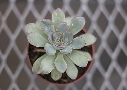 Close-up Photography of Succulent Plant thumbnail
