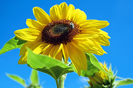 close up photography of yellow sunflower under blue sky thumbnail