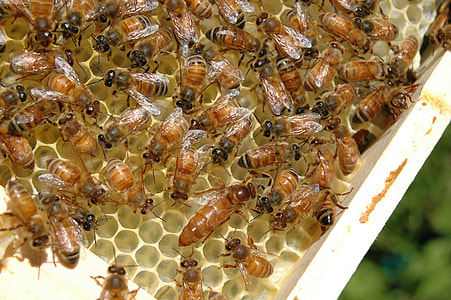 swarm of honeybee thumbnail