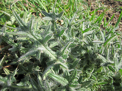 Carduus Acanthoides thumbnail