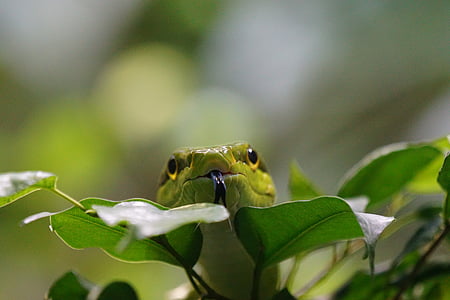 green snake on green plants thumbnail