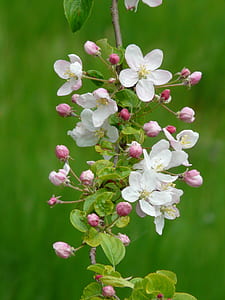 white 5-petaled flower in bloom at daytime thumbnail