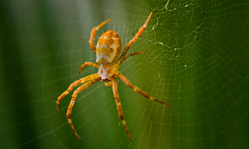 Closeup Photography of Argiope Spider on Web thumbnail
