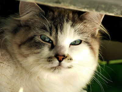 brown tabby cat in tilt shift lens photography thumbnail