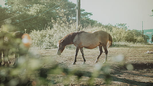 Brown Horses thumbnail