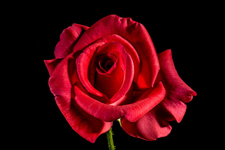 red rose on black background thumbnail