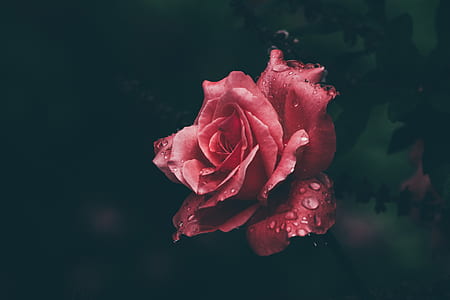 shallow focus photo of red rose thumbnail