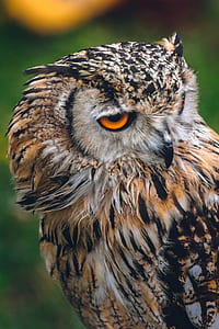 close-up photography of brown and black owl thumbnail