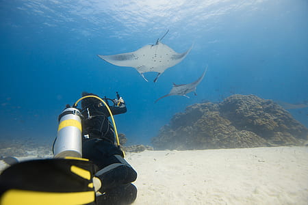 diver swimming near two gray stingrays underwater photography thumbnail