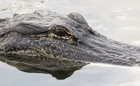 Black and Gray Alligator on Body of Water thumbnail