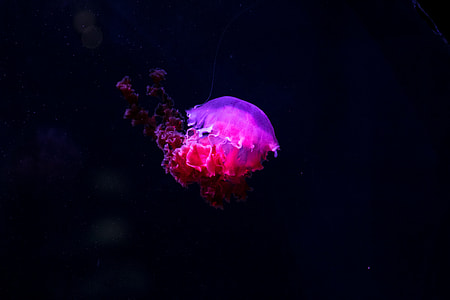 purple jellyfish underwater photography thumbnail