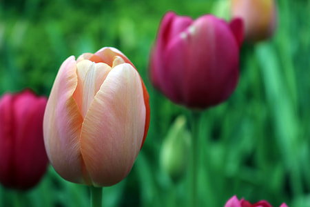 pink and red petaled flower in selective focus shot thumbnail