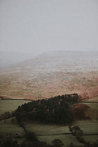 tree and grass covered field thumbnail