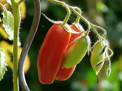two red tomatoes thumbnail