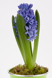 purple petaled flower on pot thumbnail