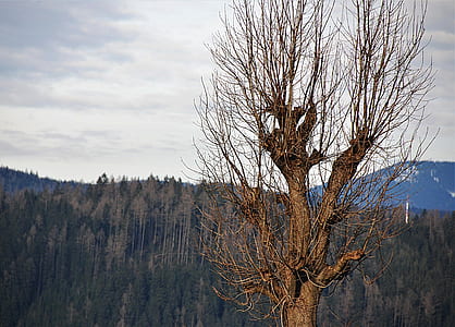 brown tree thumbnail