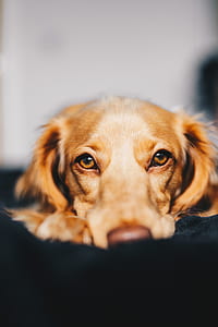 macro photography of brown dog lying down on black textile thumbnail