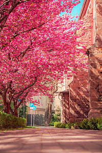 low angle photo cherry blossom trees thumbnail
