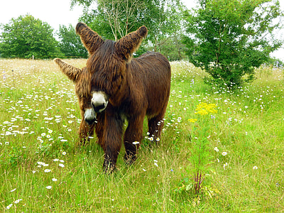 two brown Donkeys on green grass field during daytime thumbnail