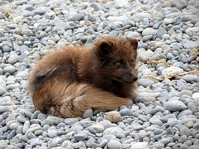 brown fur four legged animal lying on rock thumbnail