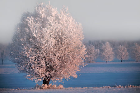 photo of white leafed tree near body of water thumbnail