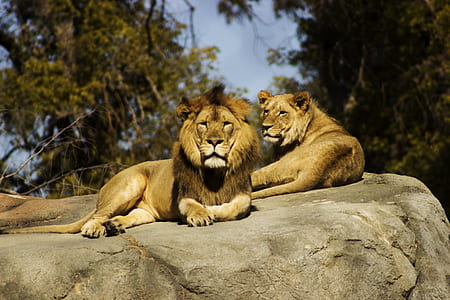 lion and lioness on rock during daytime thumbnail