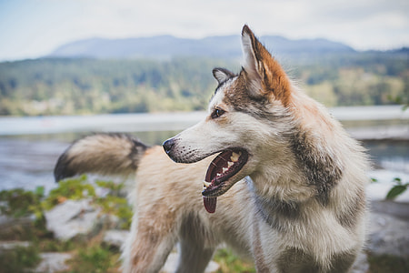 closeup photography of short-coated beige dog thumbnail