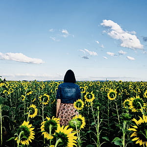 Woman Walking in Bed of Sunflowers thumbnail