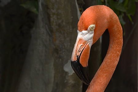 closeup photography of flamingo thumbnail