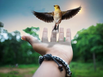 person showing left palm with brown bird illustration thumbnail