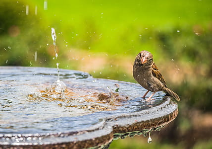 Shallow Focus Photography of Bird Standing on Bird Bath thumbnail