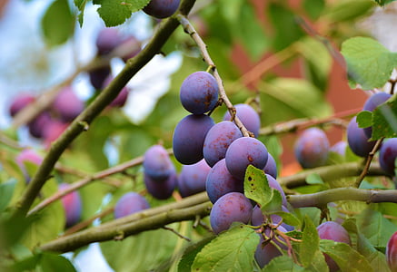round purple fruits thumbnail