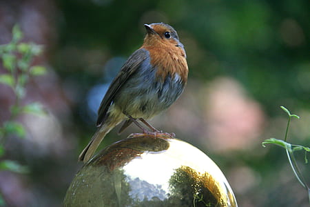 shallow focus photography of brown and gray bird thumbnail