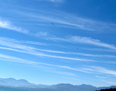 birds in blue sky thumbnail