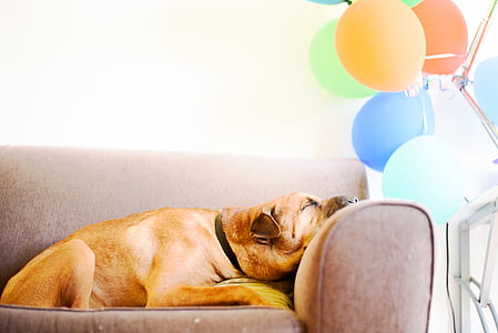 dog laying on sofa thumbnail