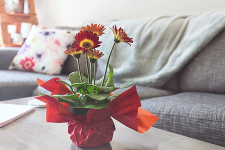 Red And Yellow Daisies Photo thumbnail