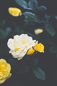 closeup photography of white and yellow petaled flowers thumbnail