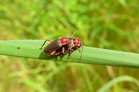 mating black-and-red beetles on green leaf thumbnail