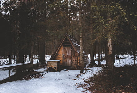 brown wooden house between trees at daytime thumbnail
