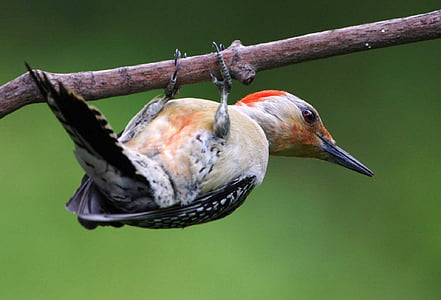 gray and black bird in close up photography thumbnail