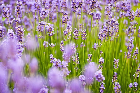 lavender field thumbnail