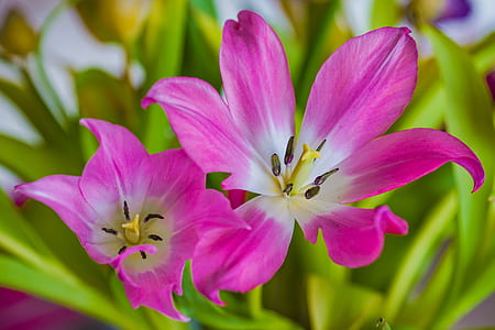 focus photography of pink and white petaled flowers thumbnail
