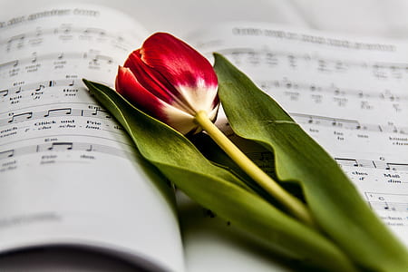 Red and White Flower on Music Note thumbnail