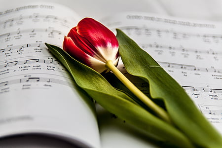 selective focus photography of red and white tulip flower thumbnail