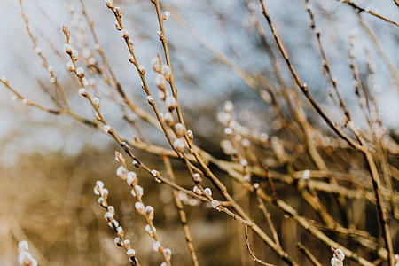 Fresh spring catkin branches thumbnail