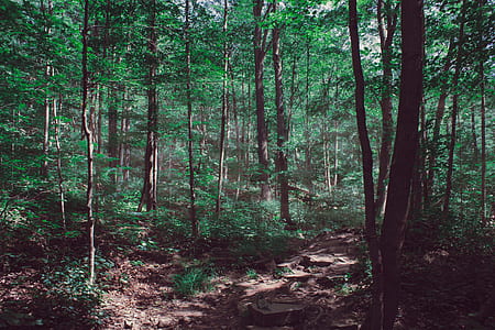 forest trail thumbnail