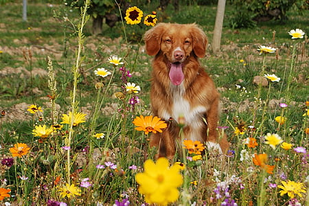 adult brown and white nova scotia duck tolling retriever at the flower field during daytime thumbnail