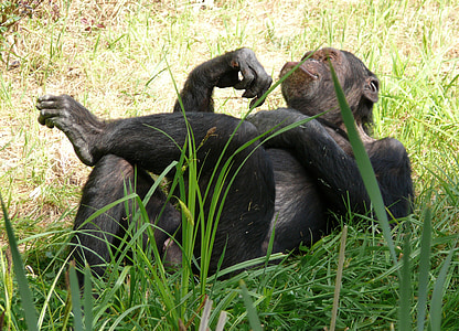 ape resting on couch grass thumbnail